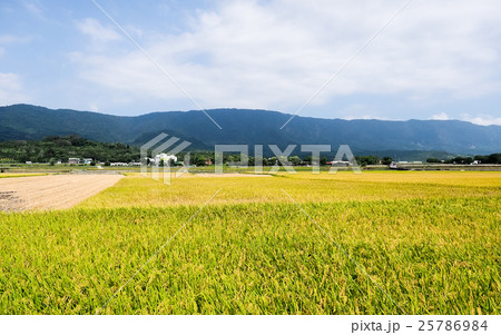 たんぼ 田んぼ 田圃 25786984
