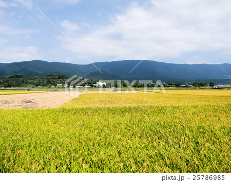 たんぼ 田んぼ 田圃 25786985
