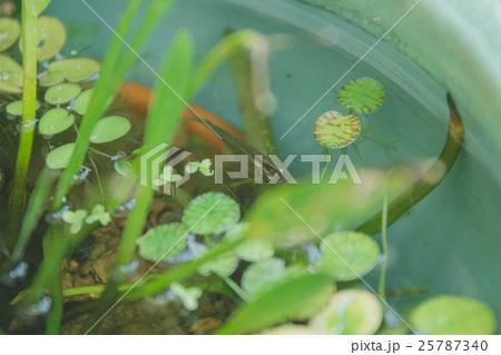 Fun summer holidays 25787340