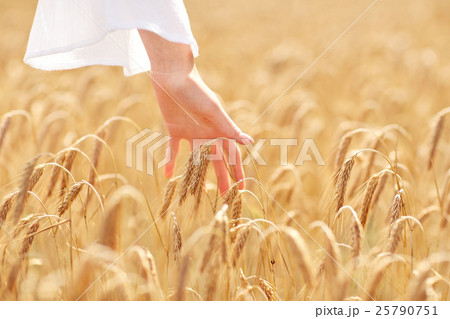 close up of woman hand in cereal field 25790751