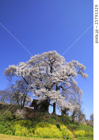天神夫婦桜（郡山市） 25791329
