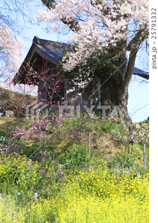 天神夫婦桜（郡山市） 25791332