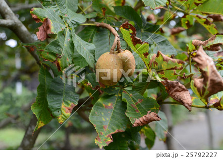 トチノキの実 25792227
