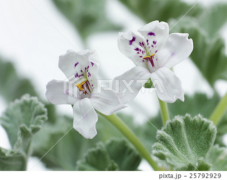 ミラビレの写真素材 [25792929] - PIXTA