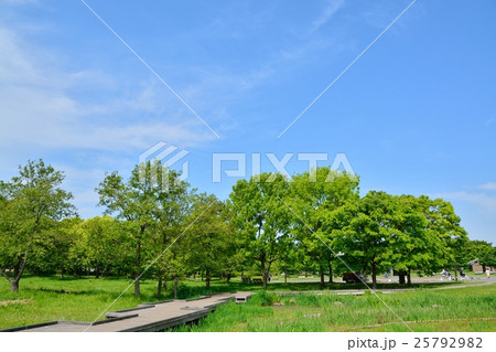 新緑の舎人公園 25792982