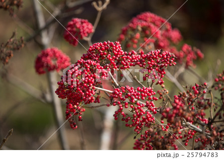 がまずみ 25794783