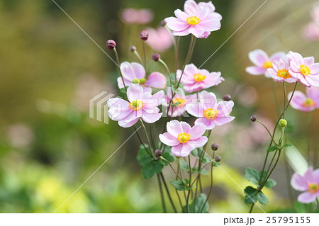 シュウメイギクの花 シュウメイギクの花 25795155
