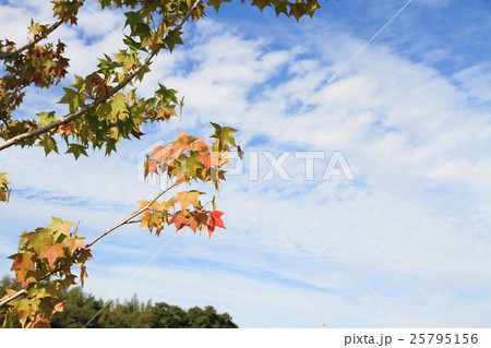 モミジバフウの紅葉 25795156