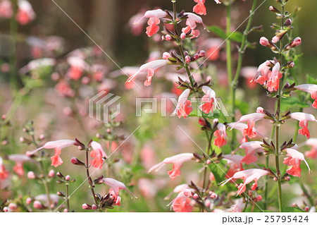 サルビアコッキネアの花 25795424
