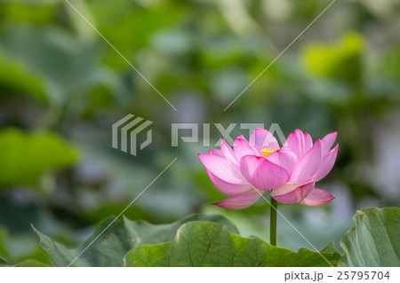 蓮の花 蓮の花 25795704