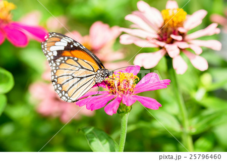 butterfly on flower 25796460
