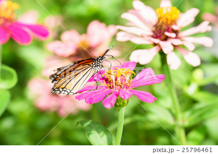 butterfly on flower 25796461