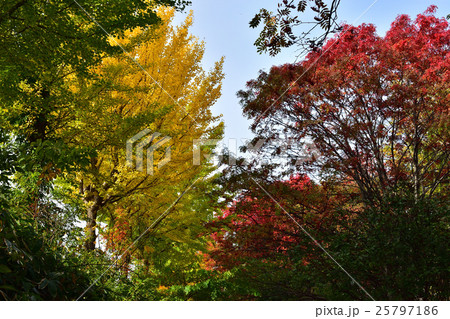 紅葉の「こころーど」 25797186