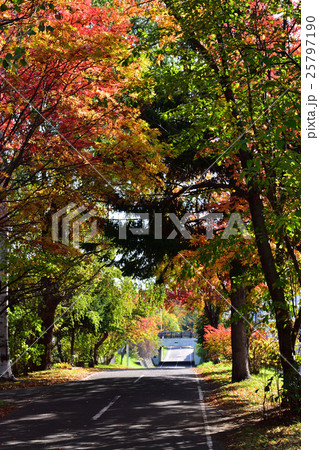 紅葉の「こころーど」 紅葉の「こころーど」 25797190