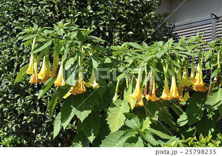 エンジェルストランペット 25798235