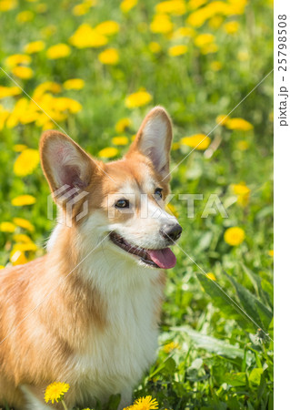 Young Welsh Corgi sitting in the grass Young Welsh Corgi sitting in the grass 25798508