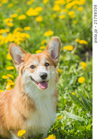 Welsh Kogri red color dog sitting in green grass 25798509