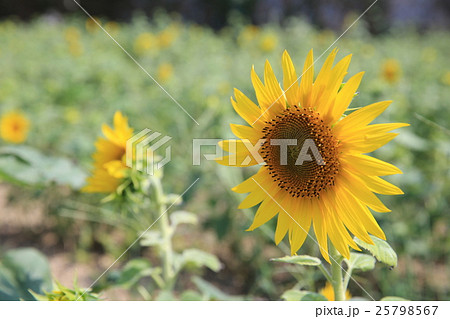 ヒマワリ 25798567