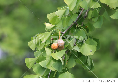 イチョウ 25798574