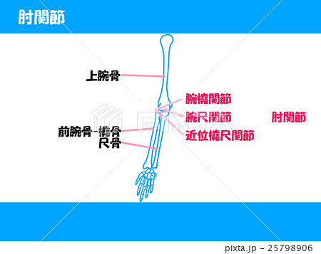 肘関節のイラスト素材