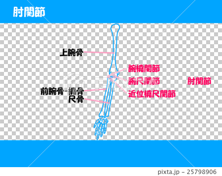 肘関節 25798906