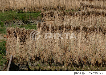秋の田園風景 稲木干し 秋の田園風景 稲木干し 25798977
