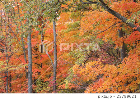 メープルの紅葉 25799621