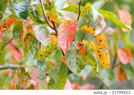 カキの葉 25799922