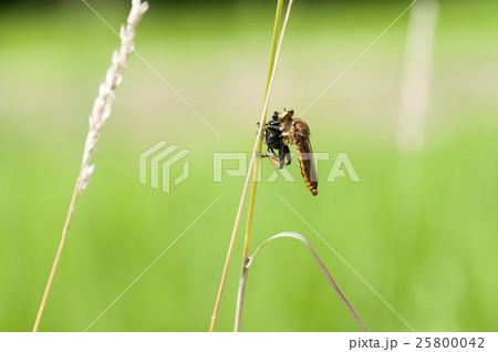 アオメアブ アオメアブ 25800042