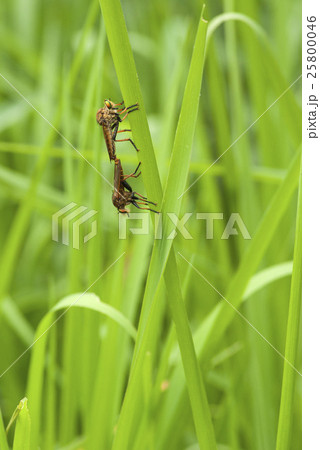 アオメアブ 25800046