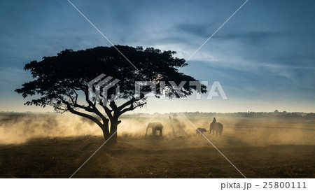 elephant elephant 25800111