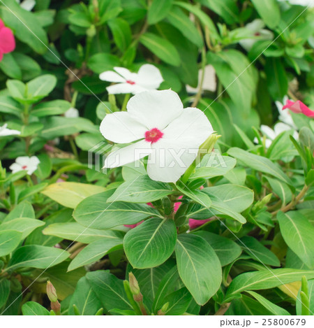 White periwinkle flower, selective focus 25800679