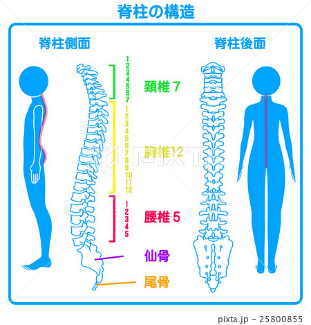 脊柱の構造 後面 側面 のイラスト素材