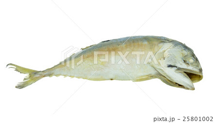 Fresh mackerel fish isolated on the white backgrou Fresh mackerel fish isolated on the white backgrou 25801002