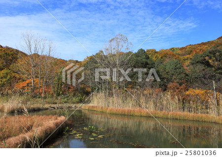 鳥海高原家族旅行村 心字池の紅葉の写真素材