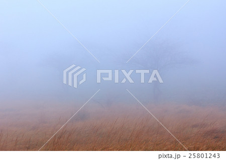 霧の中の赤城覚満淵 霧の中の赤城覚満淵 25801243
