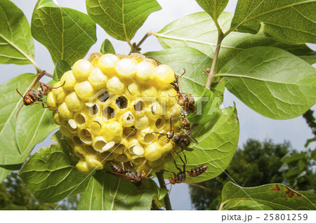 キボシアシナガバチ 25801259