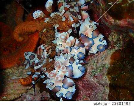 フリソデエビのカップル 25801497