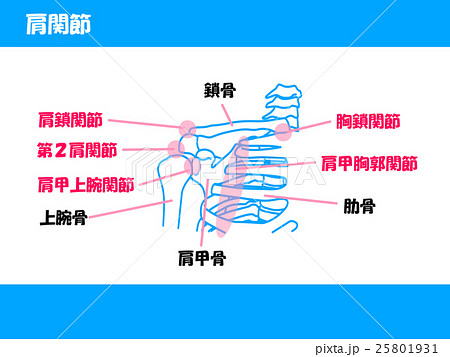 肩関節のイラスト素材