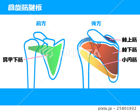 回旋筋腱板のイラスト素材