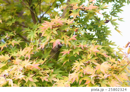 色づくモミジ 色づくモミジ 25802324