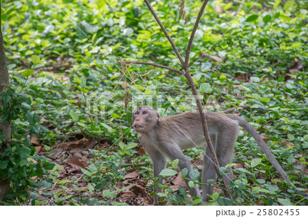 Monkey live in nature Monkey live in nature 25802455