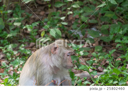 Monkey live in nature Monkey live in nature 25802460