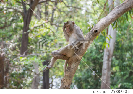 Monkey live in nature Monkey live in nature 25802489