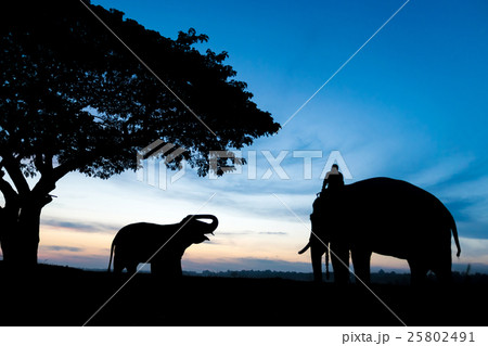 Elephant silhouette Elephant silhouette 25802491