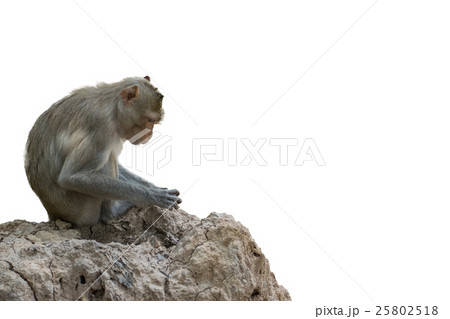 Monkey live in nature 25802518