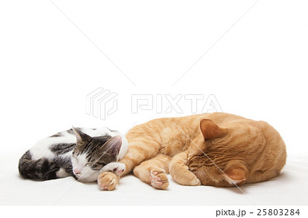 茶トラの猫に寄り添って眠る子猫 25803284