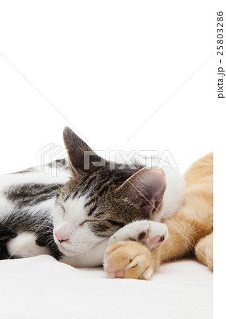 茶トラの猫に寄り添って眠る子猫 茶トラの猫に寄り添って眠る子猫 25803286