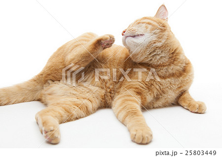 首を掻くネコの写真素材