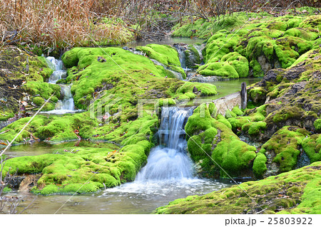チャツボミゴケと滝 チャツボミゴケと滝 25803922